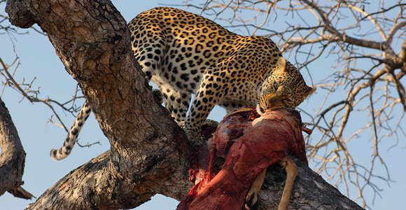 Leopard with kill by Raphael Melnick