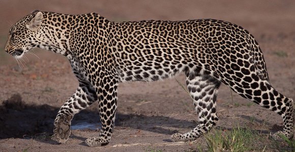 Leopard in Masai Mara by James Hopkirk