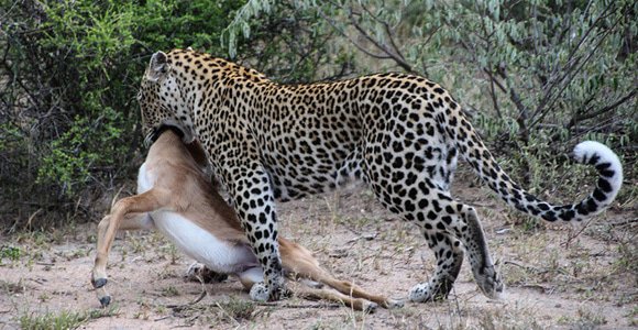 Leopard in Timbavati by Maureen Barlin