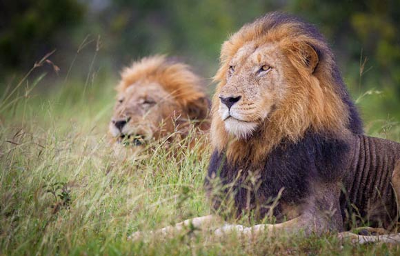Londolozi lions
