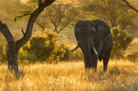Photographic safari, elephant