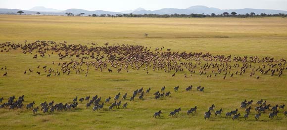 Herds on the Grumeti Reserve
