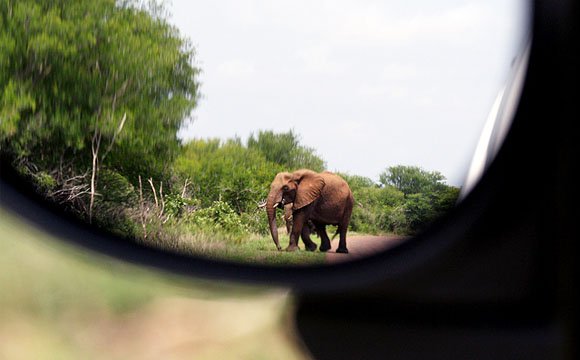 Self-drive safari in the Kruger National Park