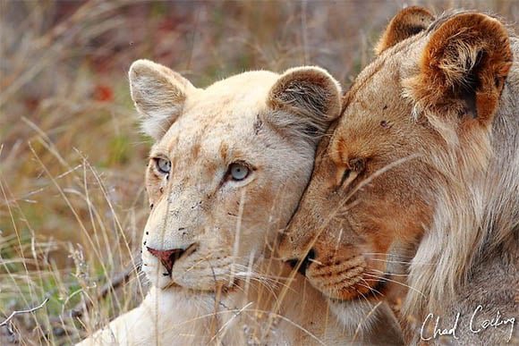 white lioness and lion