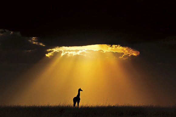 Giraffe - Andy Rouse