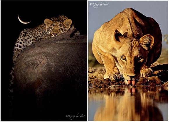 Big cat photos by Greg du Toit