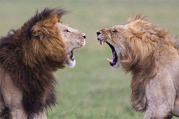 Top photograph of lions