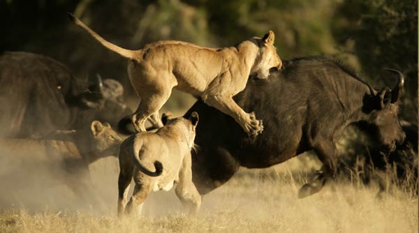 Lion hunting buffalo