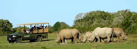 On safari in Shamwari Reserve