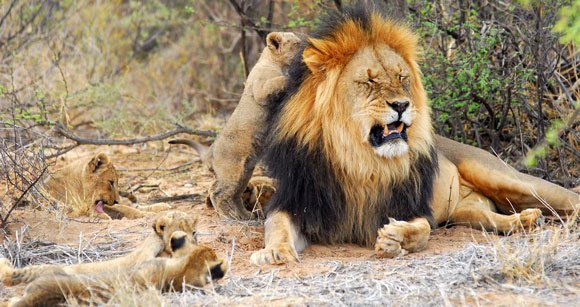 Kalahari lions