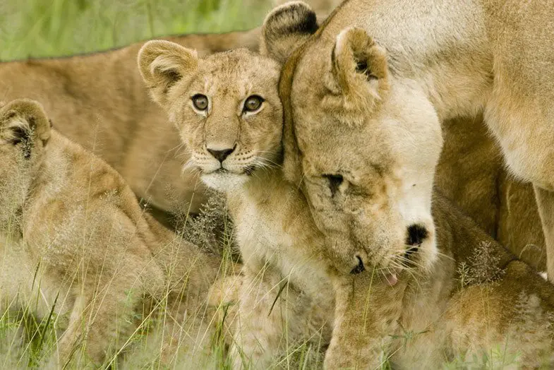 Lion cub with mother in the Serengeti - by David Dennis
