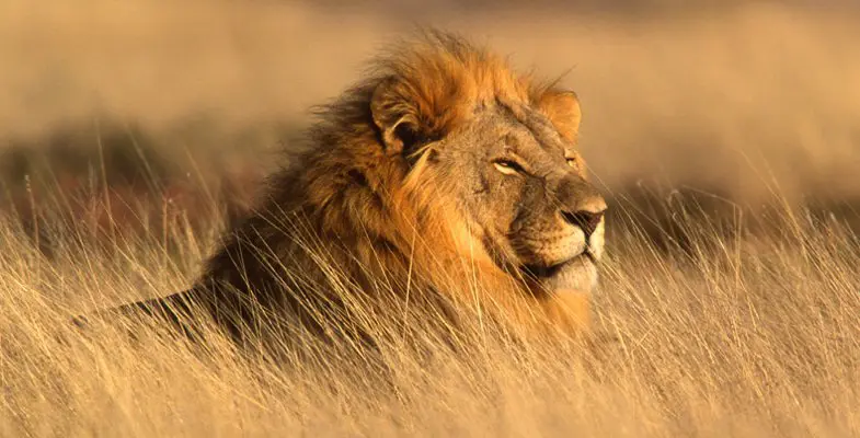 Lion in Etosha National Park