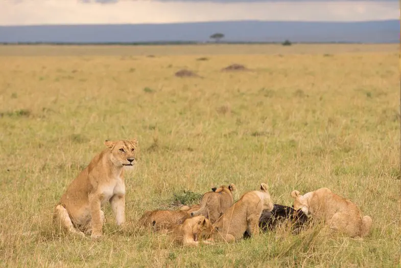 Lion pride at a kill in Kenya's Masai Mara