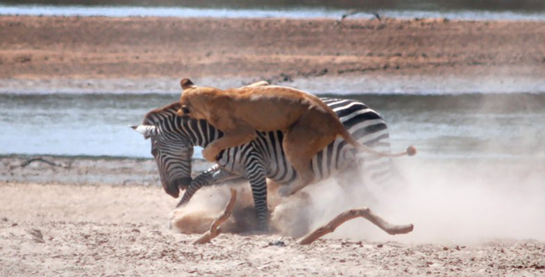Dramatic scene of lionesses hunting a zebra - photo by Ilan Molcho