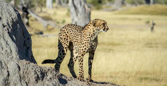 Cheetah sighting in Moremi