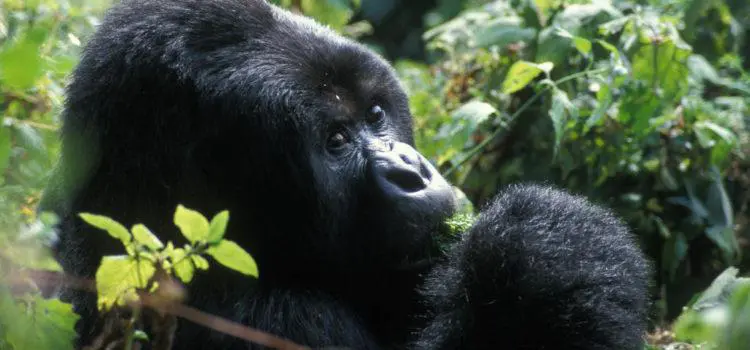 Discover the Congo & Gorilla Trekking