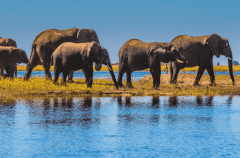 Savuti – Chobe National Park