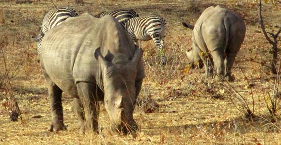 Rhinos in Mosi-Oa-Tunya National Park