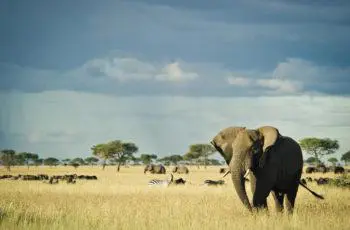 Serengeti – Singita Grumeti
