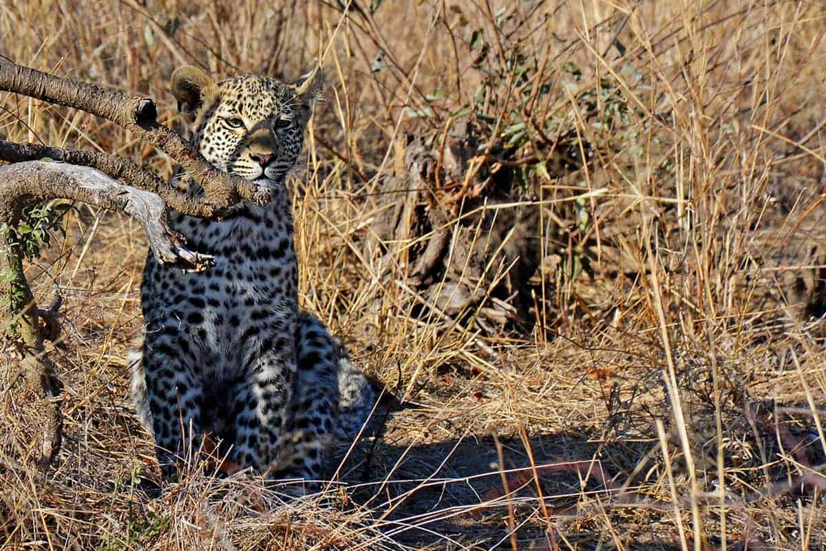 Londolozi Nkoveni leopard cub