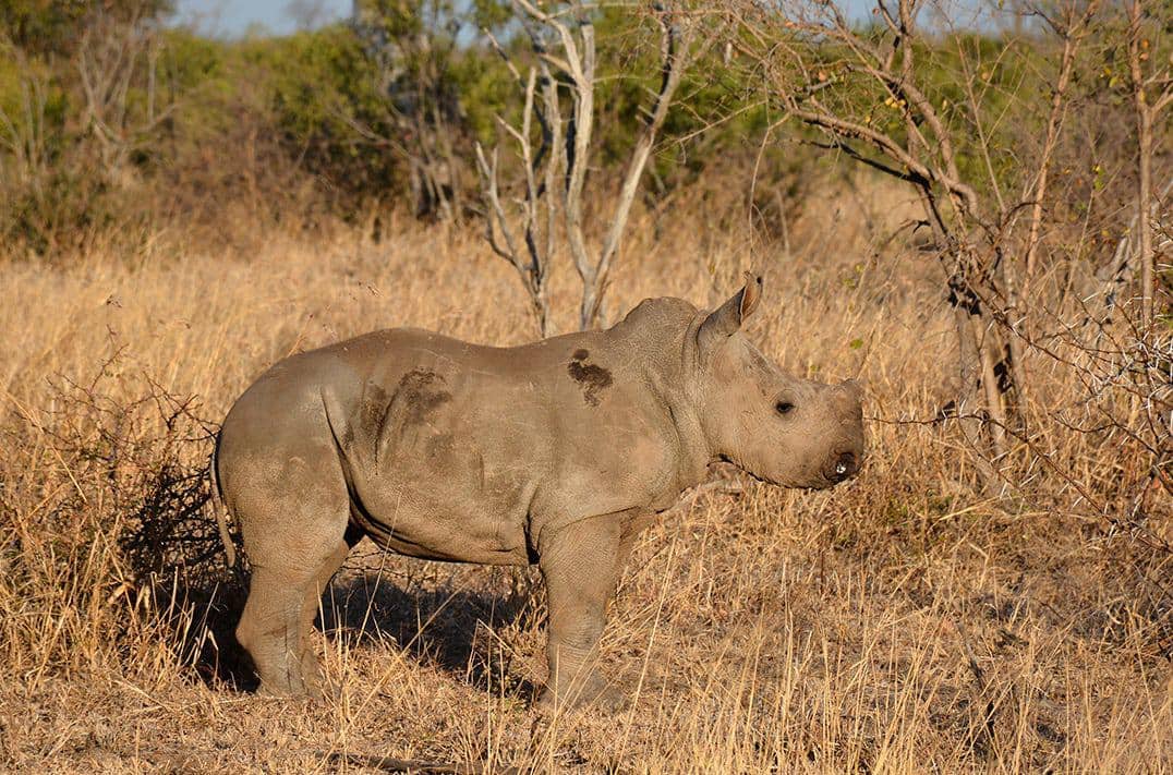 White rhino calf at Londolozi