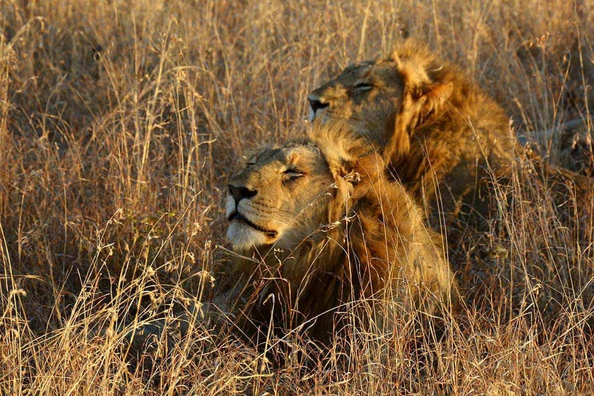 Lions in the afternoon sunshine at Londolozi