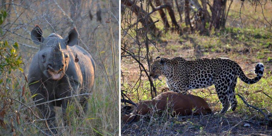 Rhino and leopard sightings at Royal Malewane