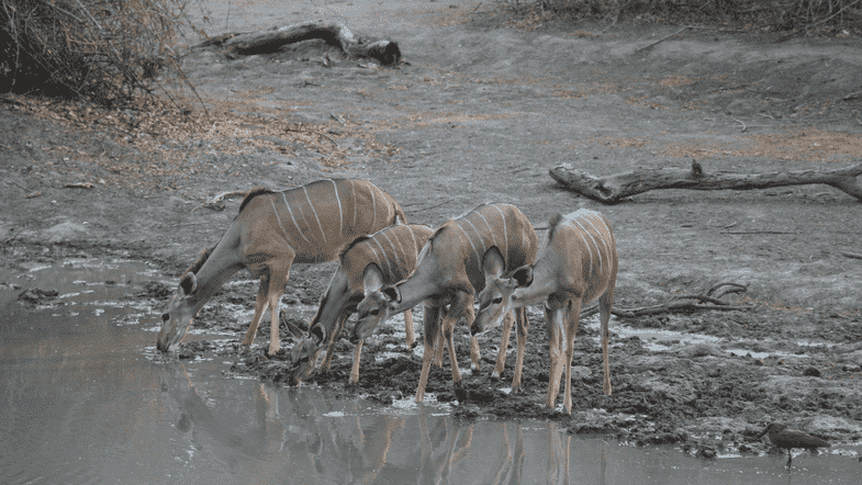 Female kudu