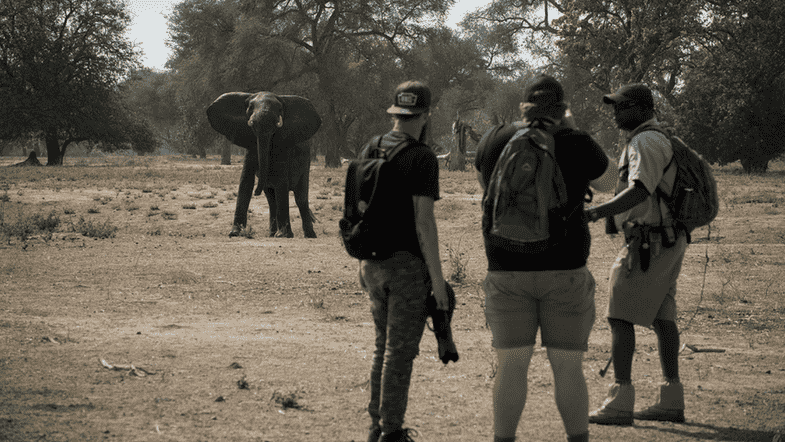 walking safaris