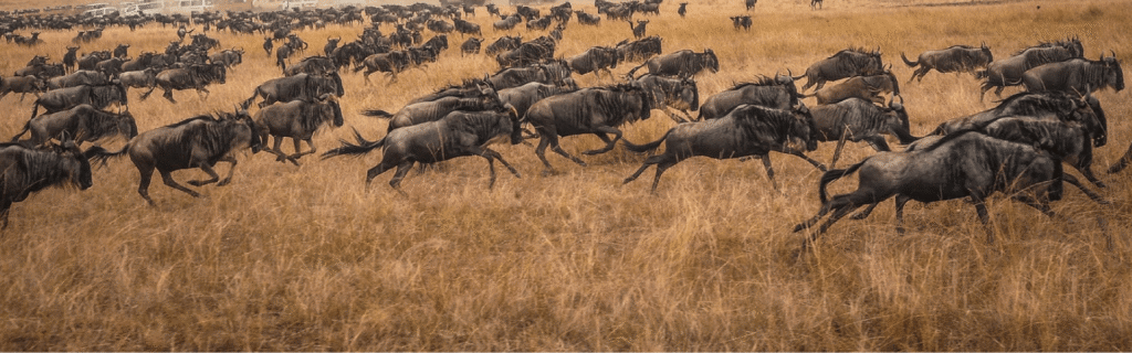 East Africa safari