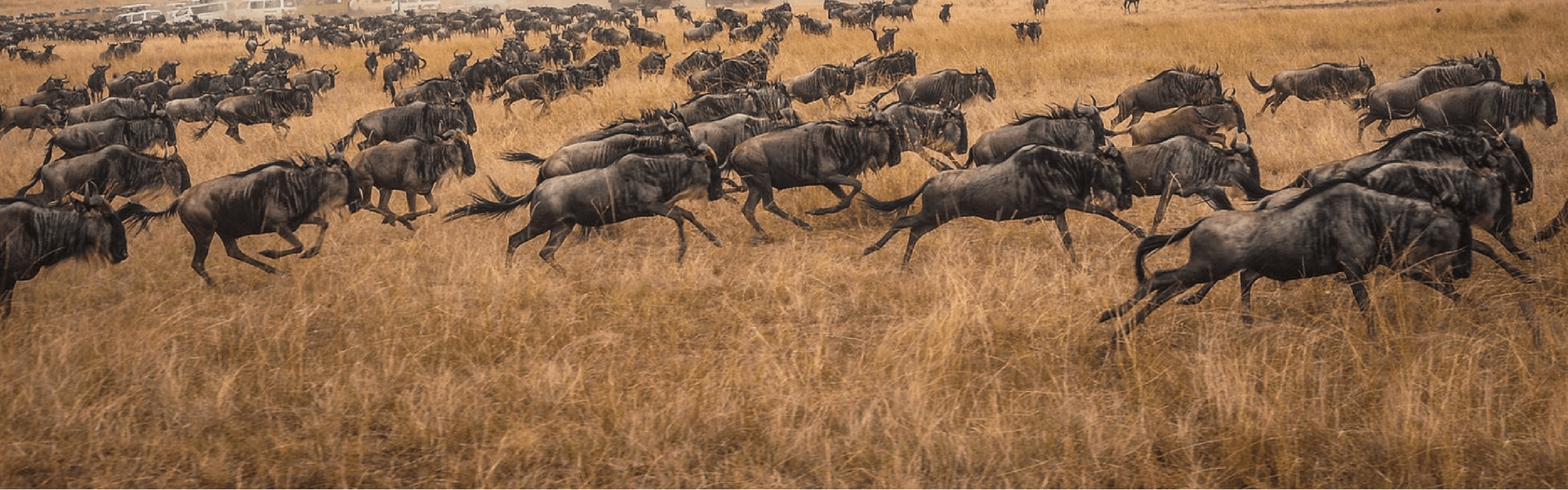 East Africa safari