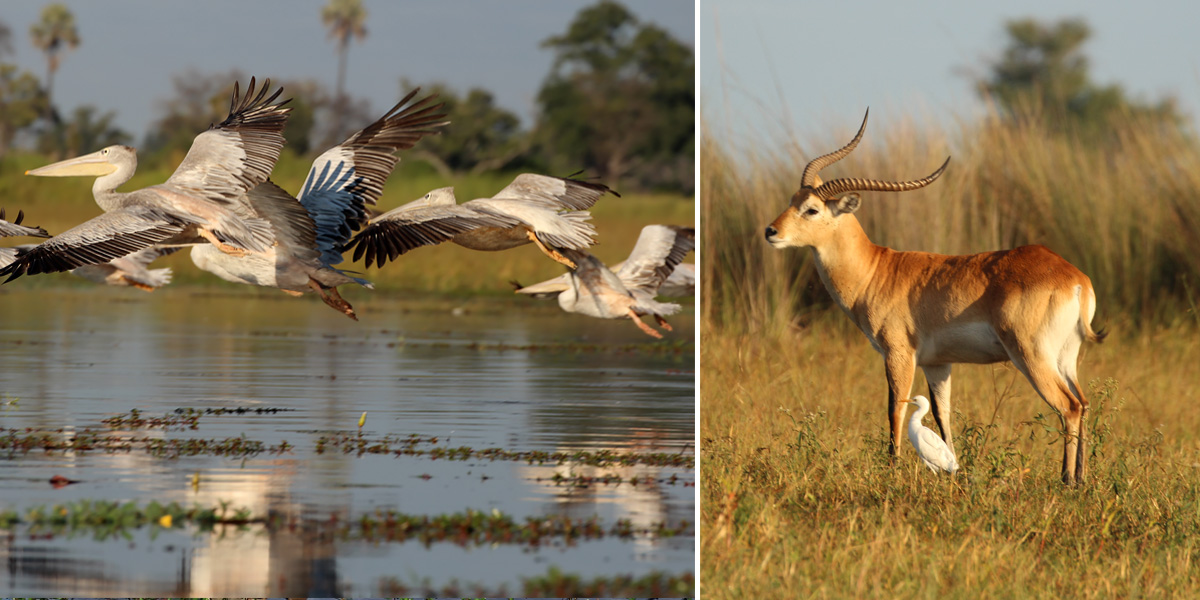 Pelicans and red lechwe, seen while on a mokoro safari