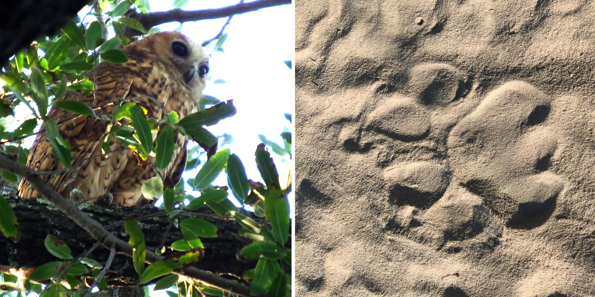 Pel's fishing owl and a lion paw print