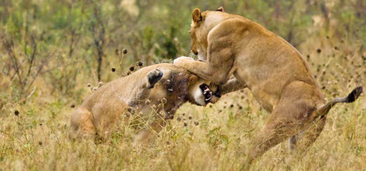 The Best Places to See Wild Lions in Africa