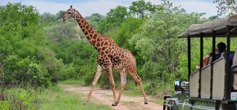 South Africa Safari: Kruger Park vs Sabi Sands