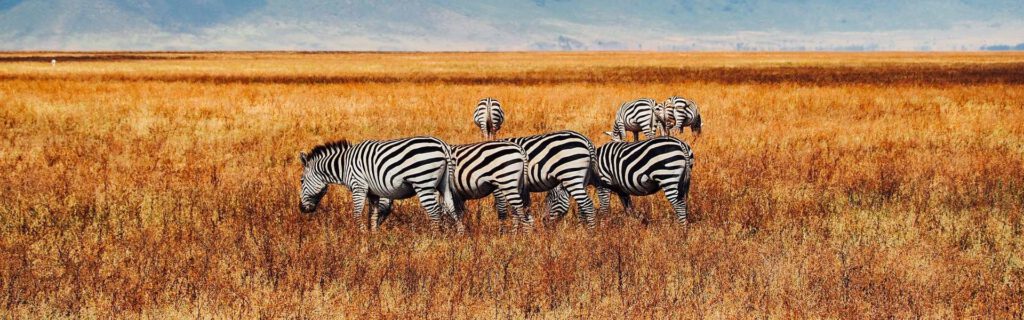 safari