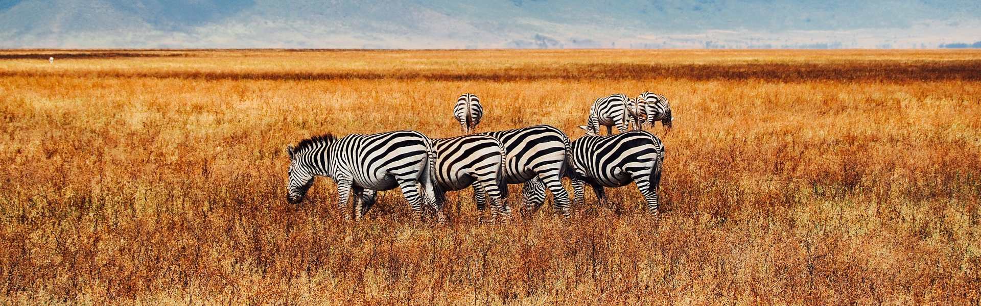 safari