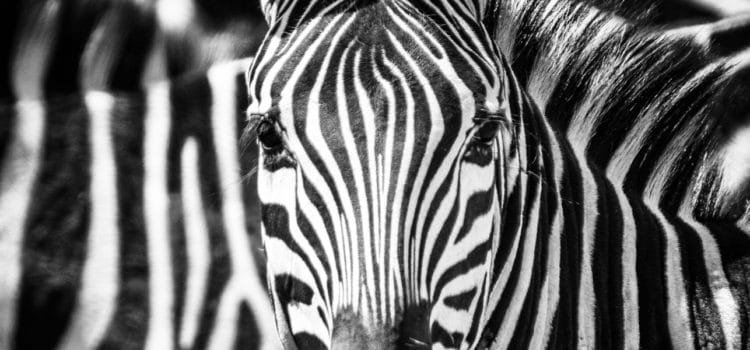 Wildlife Portraits: Safari Photography by Hugh Urbantke