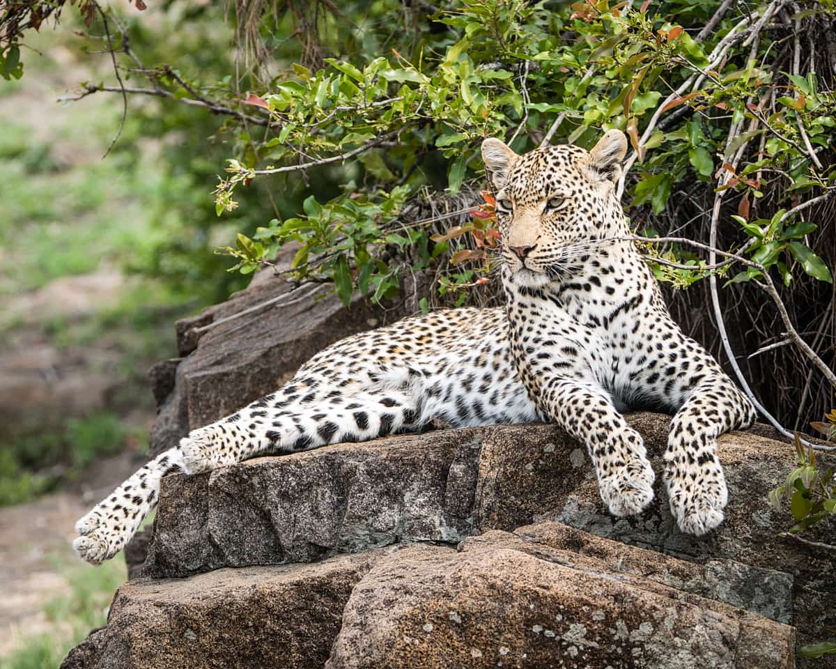 Female leopard at Londolozi Game Reserve
