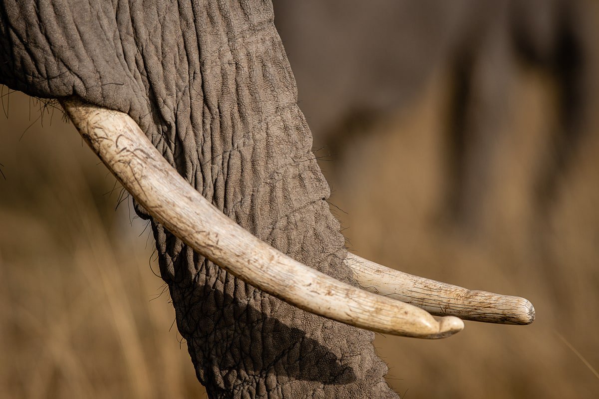 Close-up of an elephant tusk, photographed in Amboseli