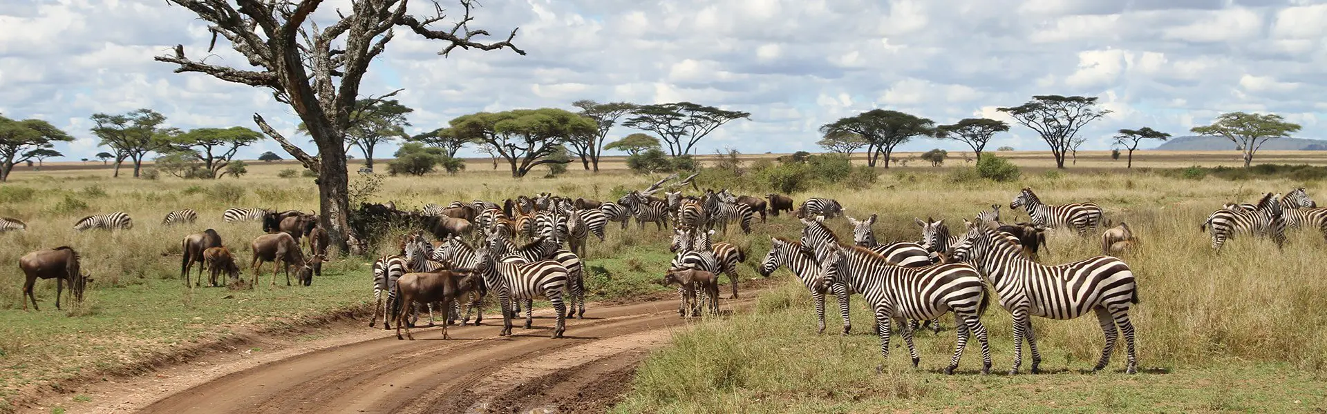 East Africa safari circuit