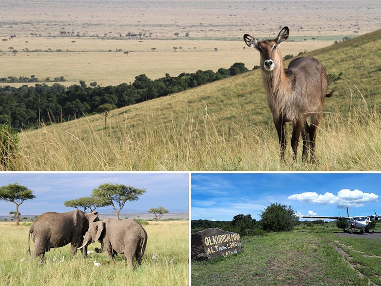 East Africa safari circuit