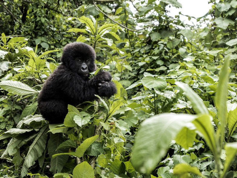 gorilla trekking