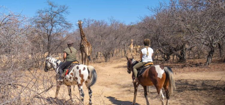 Luxury Travel Safaris 101: South Africa