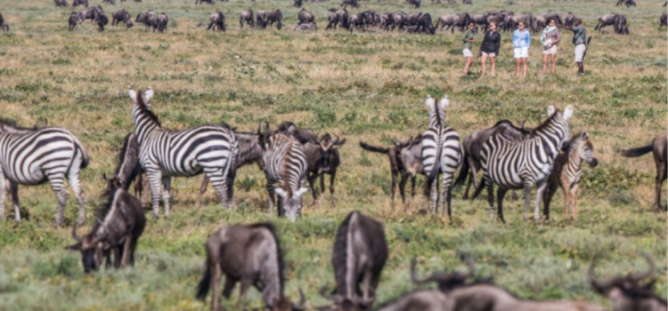 The ultimate guide to your Great Migration safari in 2023