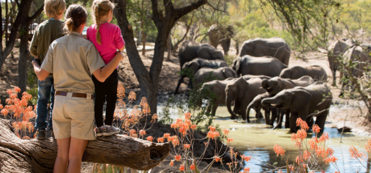 A first-timer’s guide to planning an African safari for the family