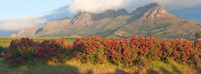10-Unforgettable-Summer-Family-Adventures-in-the-Cape-Winelands