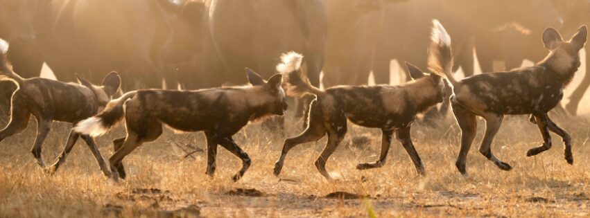 Guide’s Guide: The Social Lives of Wildlife