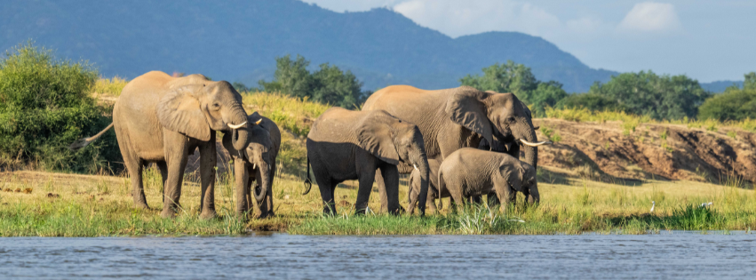Zambezi National Park, Zimbabwe