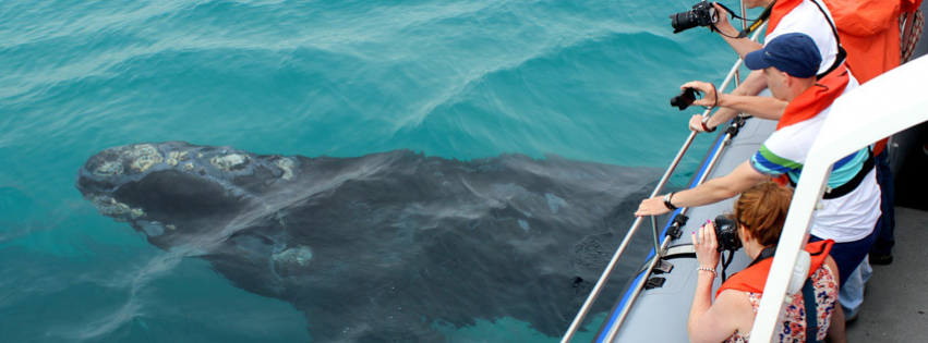 Marine Guides: Gatekeepers to Underwater Wonders